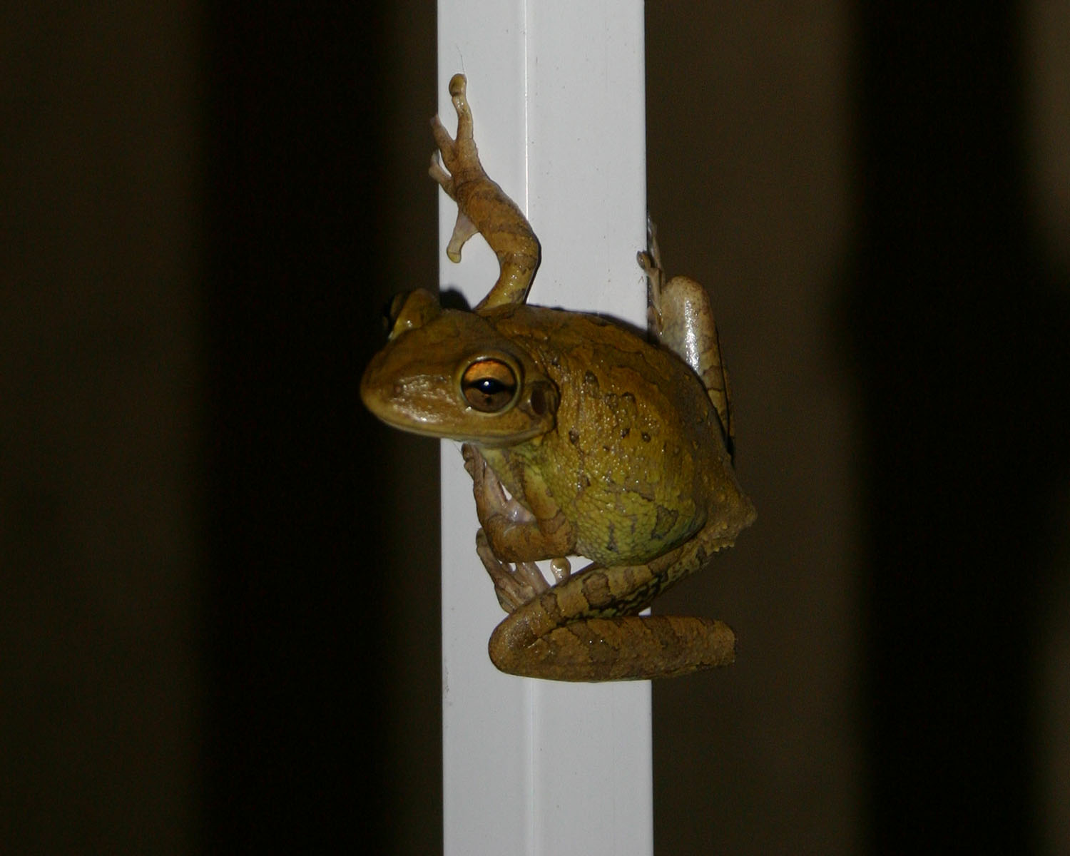 toad.jpg
